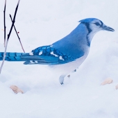 Martha Nance - “Bluejay and Peanuts in Snow” – marthanance59@gmail.com