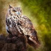 Barbara Mierau-Klein - “Owl Stare” – www.barbaramierauklein.com