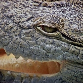 Michael J Duke - “Alligator Dinner Time” – www.mjduke.co.uk