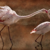 Sheri Emerson - “Flamingo Fight Club” – www.sheriemerson.com