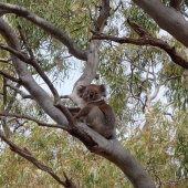 Wendy Goodwin - “Koala - Queen of the Bush” – www.saatchiart.com/wendygoodwin