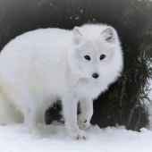 Kathy Brady – “Arctic Fox Portrait” - www.WolfEyesPhotography.com