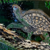 Aruna Mettler - “Single Turtle” – www.arunmettler.fineartstudioonline.com
