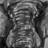 Andrew Vickers - “Aged Elephant” – www.instagram.com/andrew_the_rose_artist