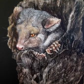 Jan Lowe - “Awaken-Ringtail Opossum” – www.janlowefineart.com