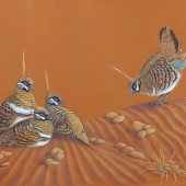 Annelise Howes - “Desert Suitor - Spinifex Pigeons” – anneliseh@yahoo.com