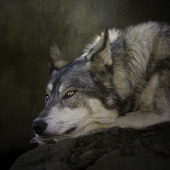 Nicole Wilde - “Wolf Watch” – www.photomagicalart.com