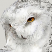 Jeannine Chappell – “Snowy Owl” - www.jeanninechappell.com