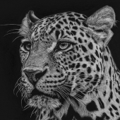 10th Place - Floriana Lisena - “Leopard Portrait” – florianalisena@tiscali.it