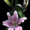 H - 8th Place -  OA - Photo - Ahluwalia (1) Img #4  Oriental Lily