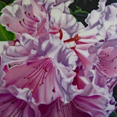 G - 7th Place - OA - Paint - Meis (1) Img #1  Oregon Rhododendron