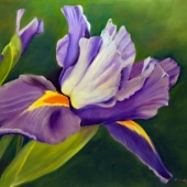 Corliss (1) Img #1  Beauty Is In the Iris