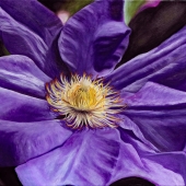 Nawrocki (1) Img #2  Clematis