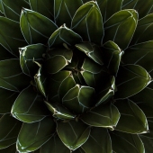 Emerson (1) Img #2  Agave