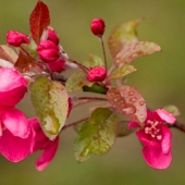 Greenwood (1) Img #2  Painted Apple Blossoms