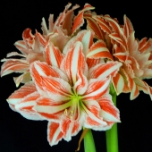 Haskell (1) Img #1  4 Budded Amaryllis