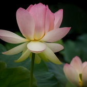 Miller-C-1-Img-3-Lotus-Flower