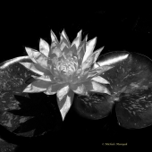 Munyak (1) Img #5  Water Lily in Black and White