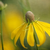 Reasner (1) Img #3  Yellow Coneflower