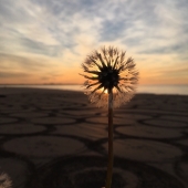 Van der Sman (1) Img #1 A Dandelion Sunrise over Beachart