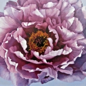 Meis (1) Img #4  Peony