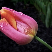 Miller-C-Img-1-Img-2-Pink-and-Orange-Tulip-with-Drops