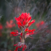 Moore-C (1) Img #3 Desert Indian Paintbrush