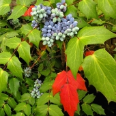 Pasadeos-1-Img-3-Oregon-Grape