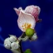 Schnepf  (1) Img #3  Rain Flower