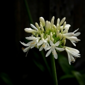 Slezak (1) Img #4  White Agapanthus