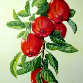 HM - Paint - Case (1) Img #3 Red Delicious