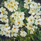 HM - Paint - Roberts (1) Img #5  Primroses