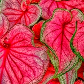 HM - Photo - Grimes (1)2 Img #1 Caladium