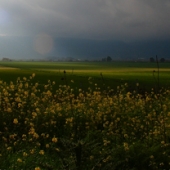 Barnea (1) Img #5 Landscape with Mustard Flowers