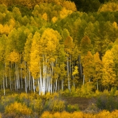 Bryant (1) Img #4 Aspen Grove