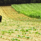 Tobacco Farming