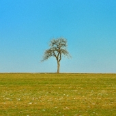 Rowe (2) Img #2 Lone Tree