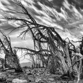 Robert Nowak - “Whitebark Pines” – www.robertnowakphotography.com