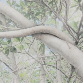 Deborah Perlman - “Banyan Branch 100” – www.artbydperlman.com