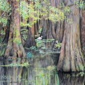 Fox-M (2) Img #1  River View with Cypress Trees