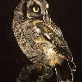 Yim (3) Img #1 Owl