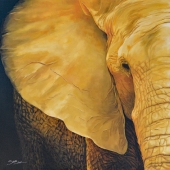 HM - Paint - Van der Merwe (1) Img #1  Elephant Close up 3