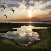 Beesley (1) Img #2  Barnacle Geese at Sunset