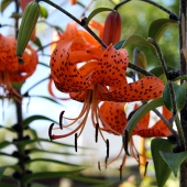 Clark-K (1) Img #1 Tiger Lily