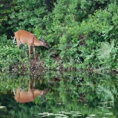 Coleman (1) Img #2  Beautiful Doe Enjoying an Idyllic Morning at the Pond