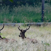 Colerick (2) Img #1 Three Elk Friends