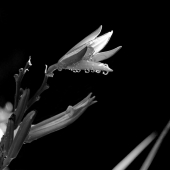 Morgan (1) Img #2  Black & White Flower with Dew