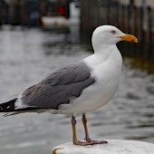 Shortt (1) Img #3 Montauk Seagull