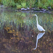 Williams-JM (1) Img #5 Great Egret