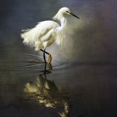 3rd Place - Photo - Wilde (1) Img #1  The Ethereal Egret